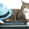 J’amène mon chat en vacances amener son chat en vacances