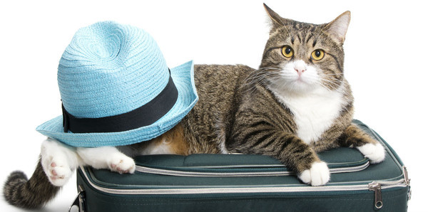 image de chat en vacances